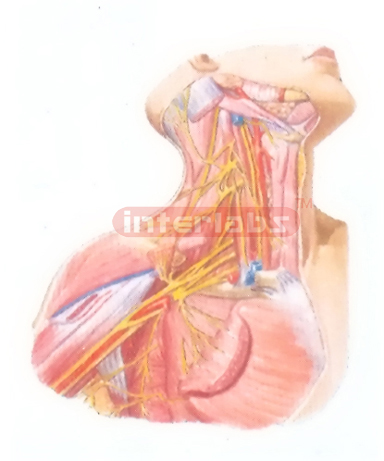 BLOOD VESSELS AND NERVES OF THE NECK REGION AND THE AXILLA REGION